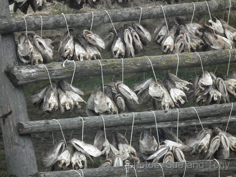 day 8 breakfast at nordkap 0057.jpg - fish heads drying